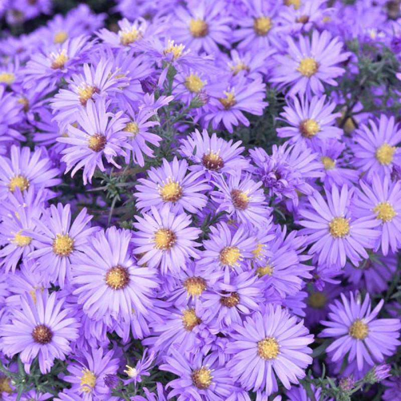 Aster d'automne Lady In Blue, Aster dumosus à fleurs Bleue/ - feuillage Caduc - Godet - 5/20 cm - Image 5
