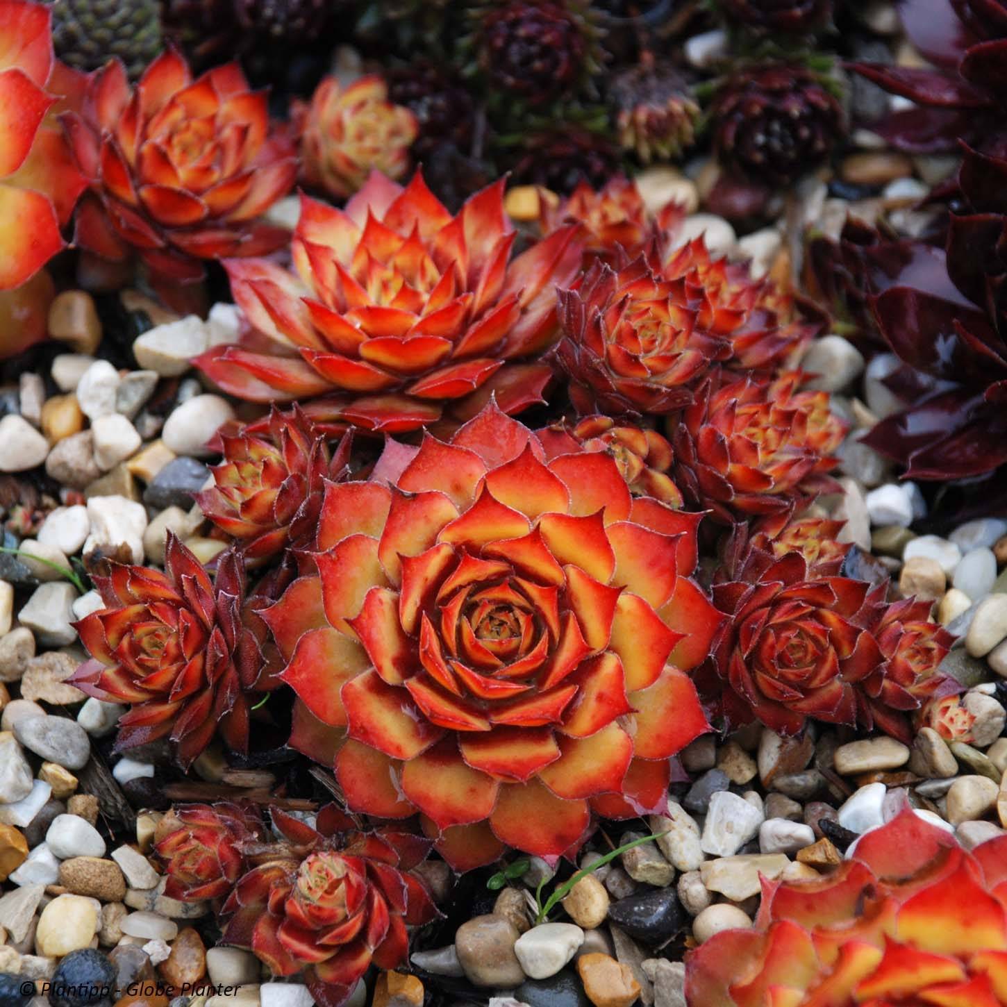 Sempervivum Chick Charms Gold Nugget - Joubarbe Pot de 10 cm/11cm