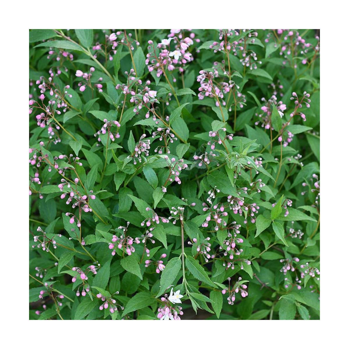 Deutzie nain Yuki Cherry Blossom® 'NCDX2', Deutzia à fleurs Rose - feuillage Caduc - Pot de 4L - 20/40 cm-  hauteur à maturité De 0,50 m à 1,00 m - Image 7
