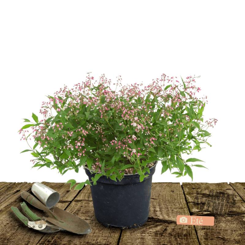 Deutzie nain Yuki Cherry Blossom® 'NCDX2', Deutzia à fleurs Rose - feuillage Caduc - Pot de 4L - 20/40 cm-  hauteur à maturité De 0,50 m à 1,00 m - Image 2