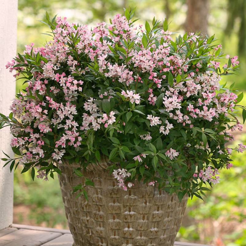 Deutzie nain Yuki Cherry Blossom® 'NCDX2', Deutzia à fleurs Rose - feuillage Caduc - Pot de 4L - 20/40 cm-  hauteur à maturité De 0,50 m à 1,00 m - Image 1