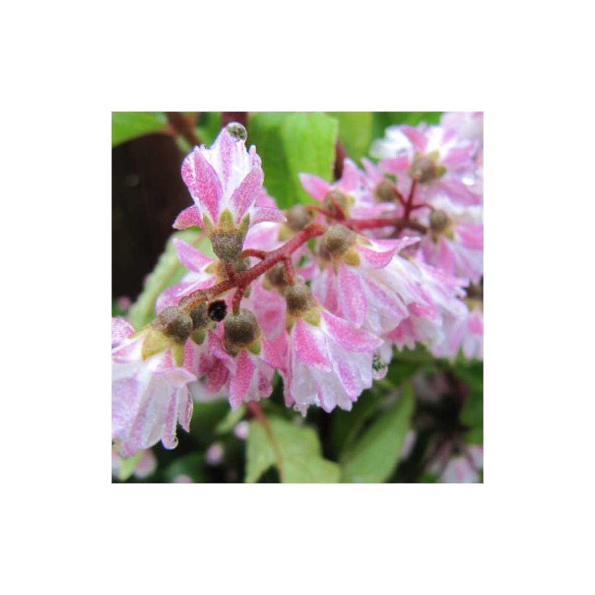 Deutzie nain Yuki Cherry Blossom® 'NCDX2', Deutzia à fleurs Rose - feuillage Caduc - Pot de 4L - 20/40 cm-  hauteur à maturité De 0,50 m à 1,00 m - Image 6