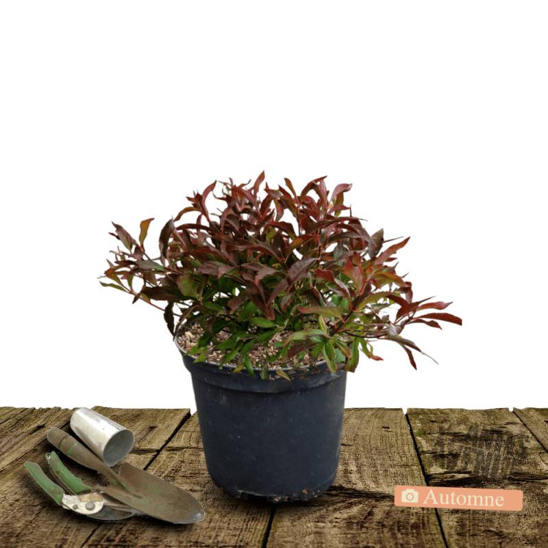 Deutzie nain Yuki Cherry Blossom® 'NCDX2', Deutzia à fleurs Rose - feuillage Caduc - Pot de 4L - 20/40 cm-  hauteur à maturité De 0,50 m à 1,00 m - Image 3