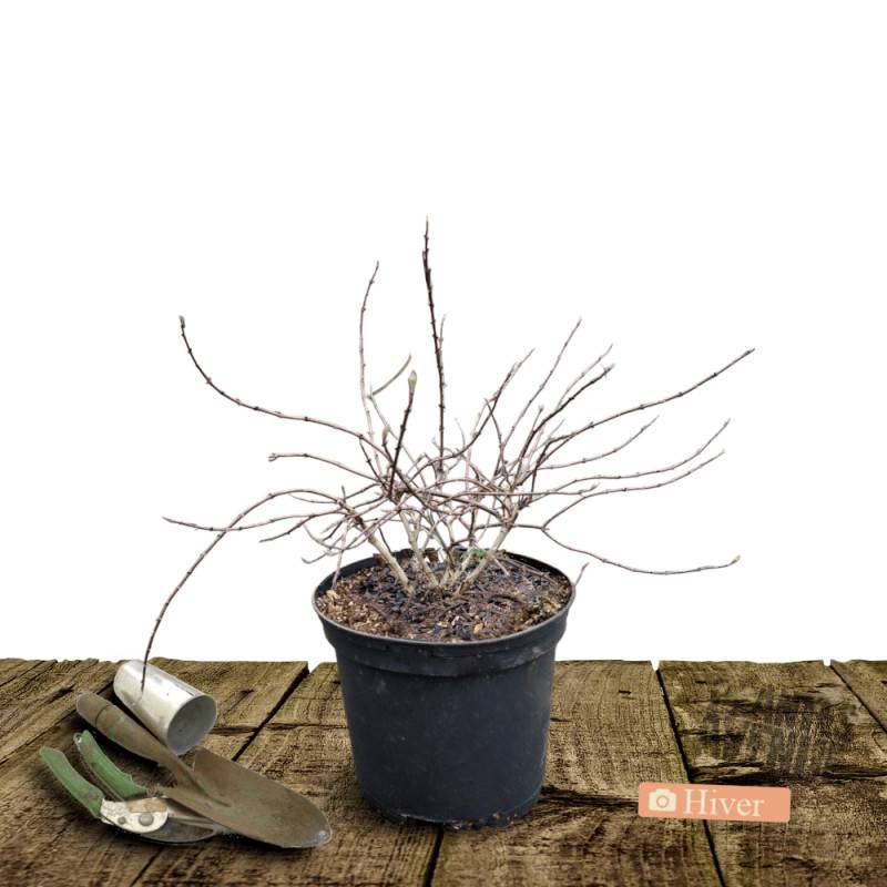 Deutzie nain Yuki Cherry Blossom® 'NCDX2', Deutzia à fleurs Rose - feuillage Caduc - Pot de 4L - 20/40 cm-  hauteur à maturité De 0,50 m à 1,00 m - Image 4