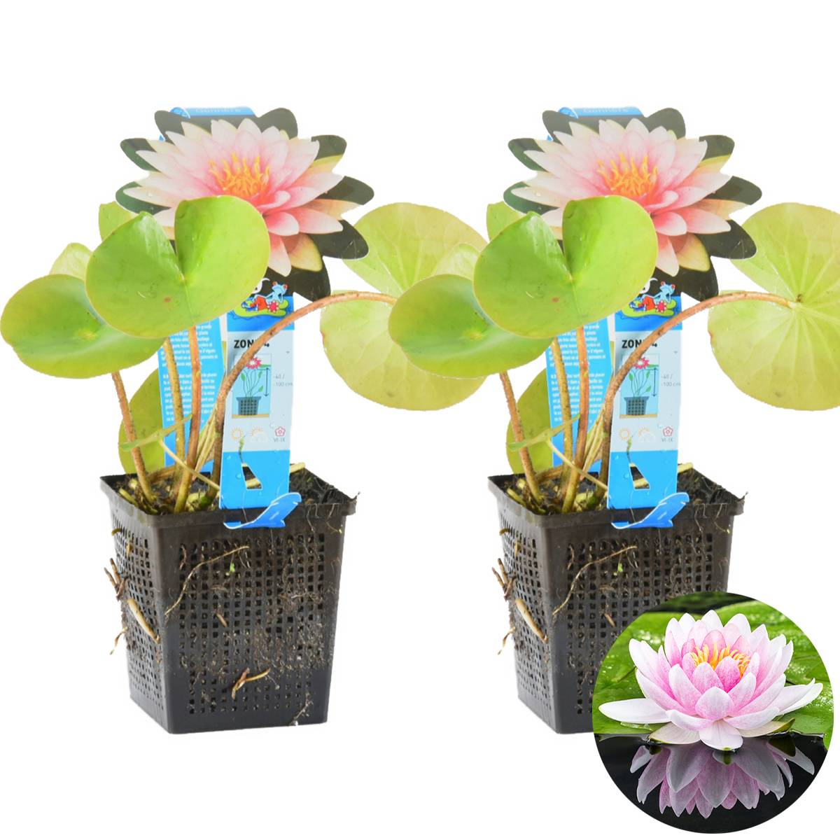 Lot de 2 - Nymphaea Wilfron Gonnere - Nénuphar - Rose - Plantes de bassin - H. 10-20 cm - P. 11 cm - Image 1