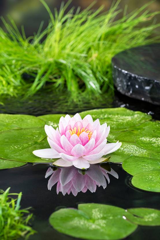 Lot de 2 - Nymphaea Wilfron Gonnere - Nénuphar - Rose - Plantes de bassin - H. 10-20 cm - P. 11 cm - Image 3