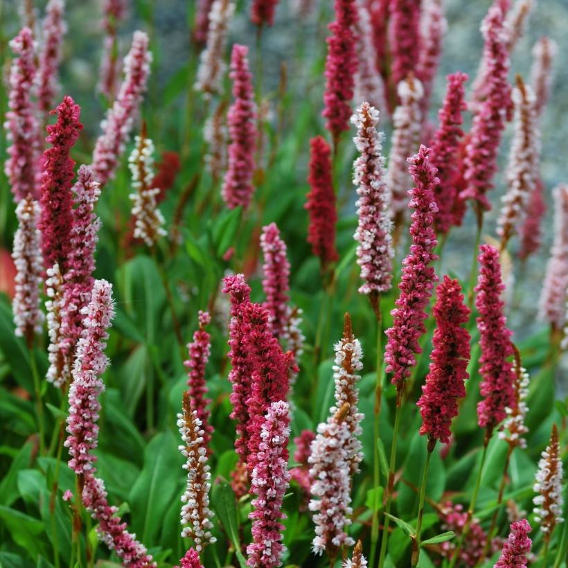 Renouée - Persicaria affinis Darjeeling Red Godet de 8/9 cm