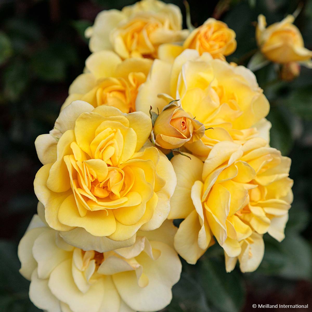 Rosier grimpant Golden Pareo Meipiyou Racines nues en motte