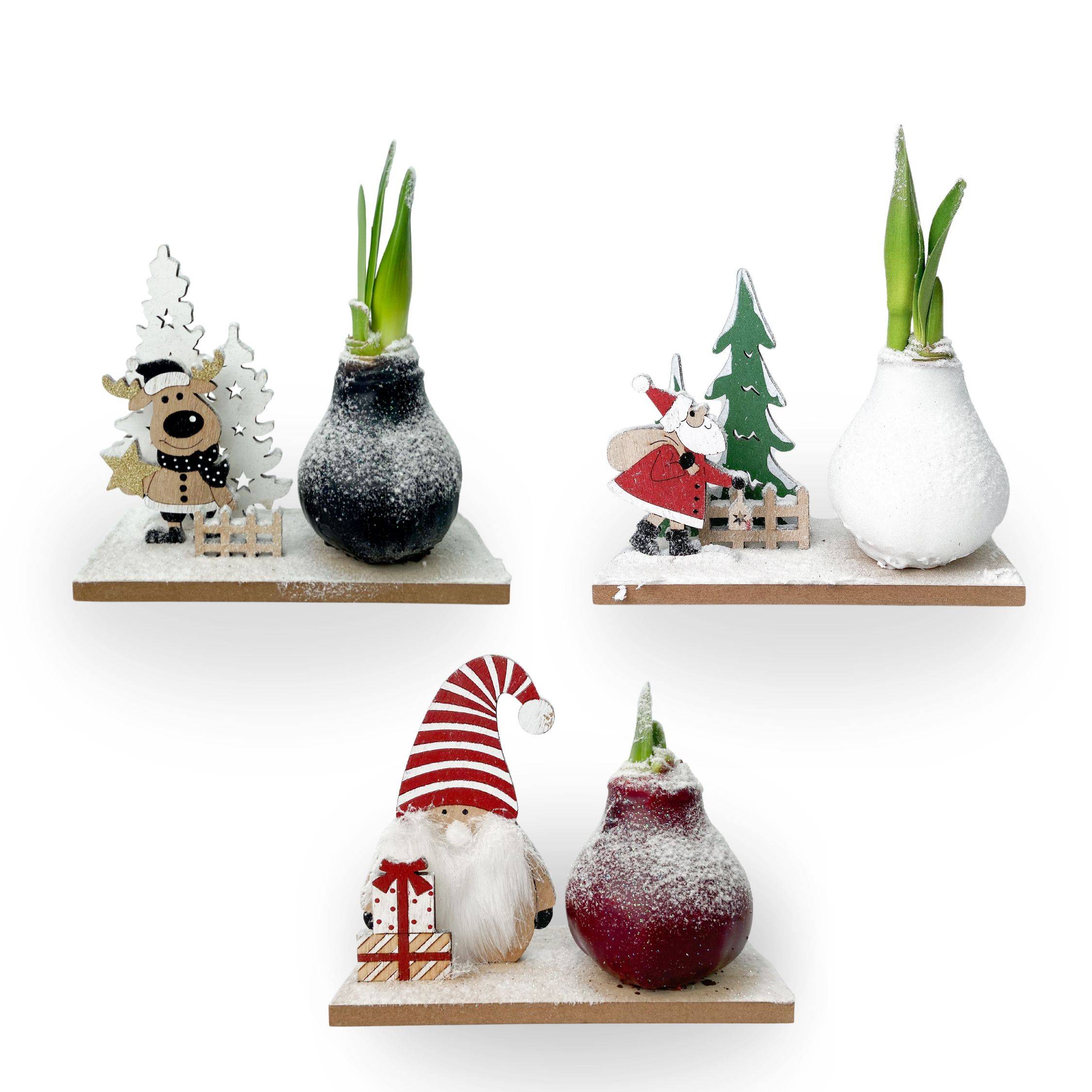 Plant In A Box - Amaryllis - Lot de 3 - Hippeastrum 'Pays des Merveilles Mix' - Image 1