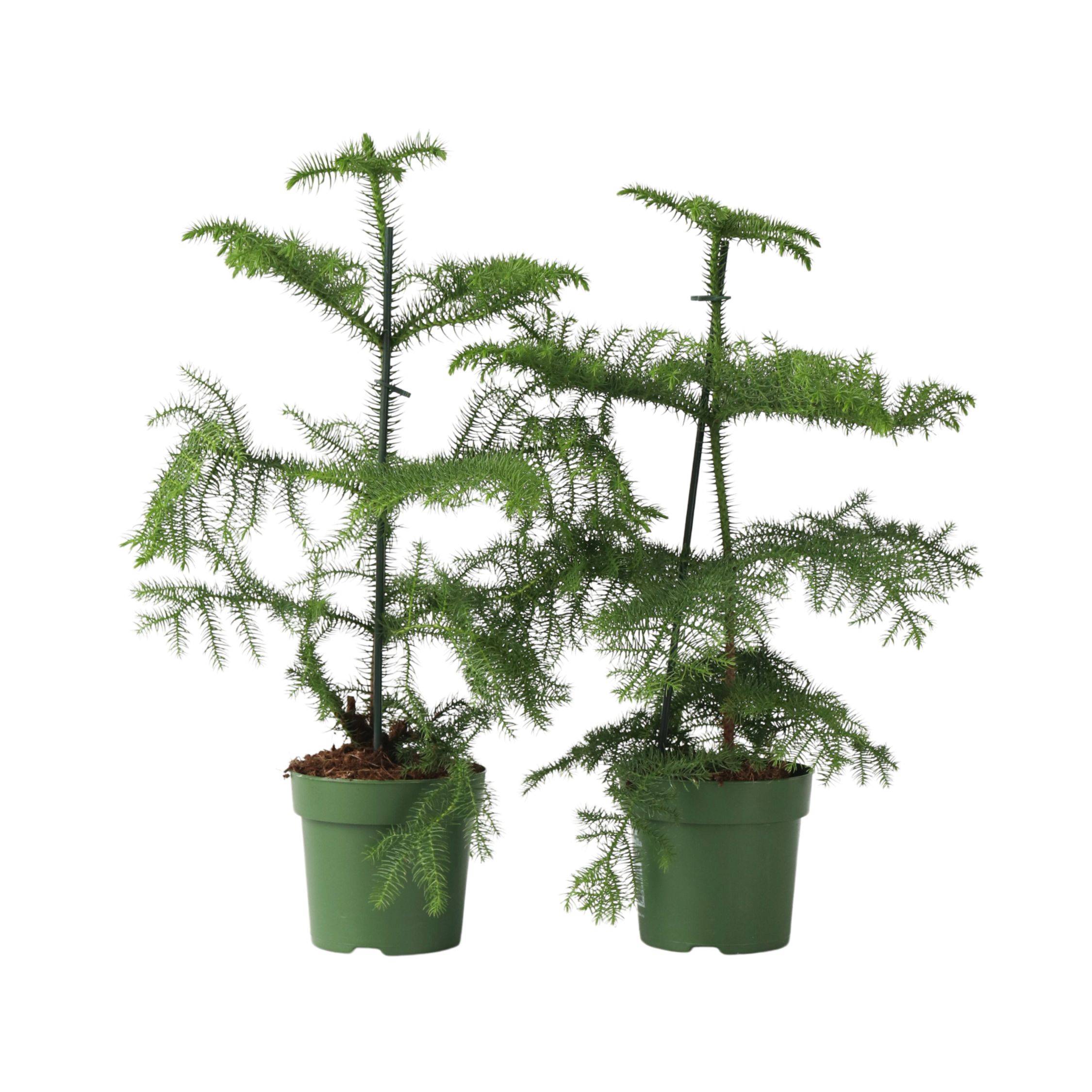Plant In A Box - Pin de Norfolk - Set de 2 - Araucaria heterophylla - Hauteur 45-55cm - ⌀14cm - Image 1
