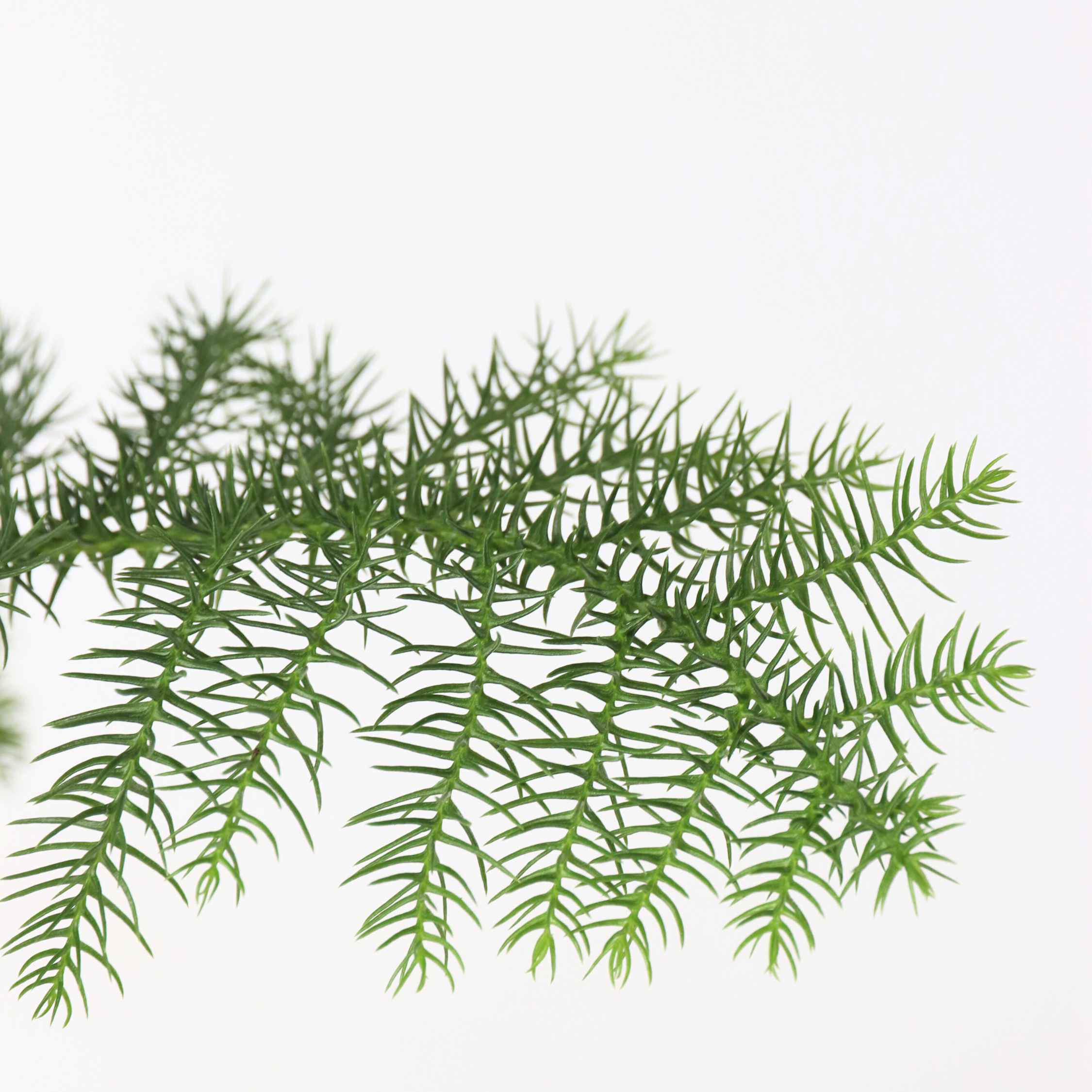Plant In A Box - Pin de Norfolk - Set de 2 - Araucaria heterophylla - Hauteur 45-55cm - ⌀14cm - Image 4