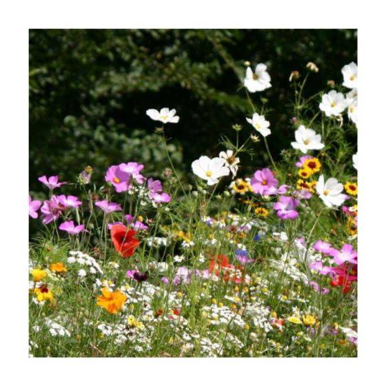 Novaflore - Mélange prairie fleurie : Floraison abondante 30 m2 - Image 3