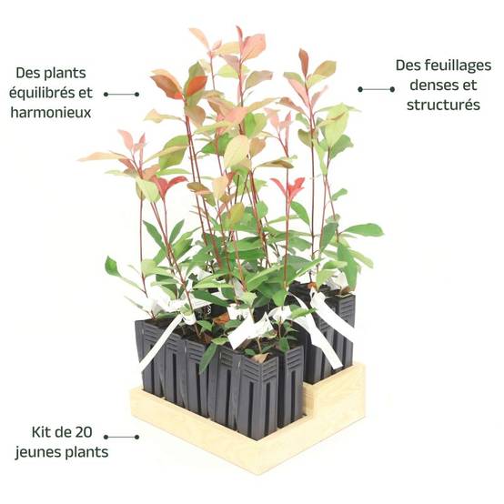 20 Photinias (Photinia Fraseri 'Red Robin') - Haie de Photinia - - Pépinières Naudet - Image 4