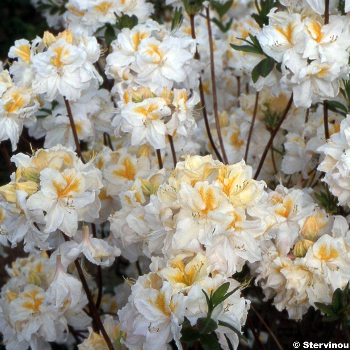 Promesse de Fleurs - Azalée de Chine Mount Rainier - Rhododendron hybride Pot de 4L/5L