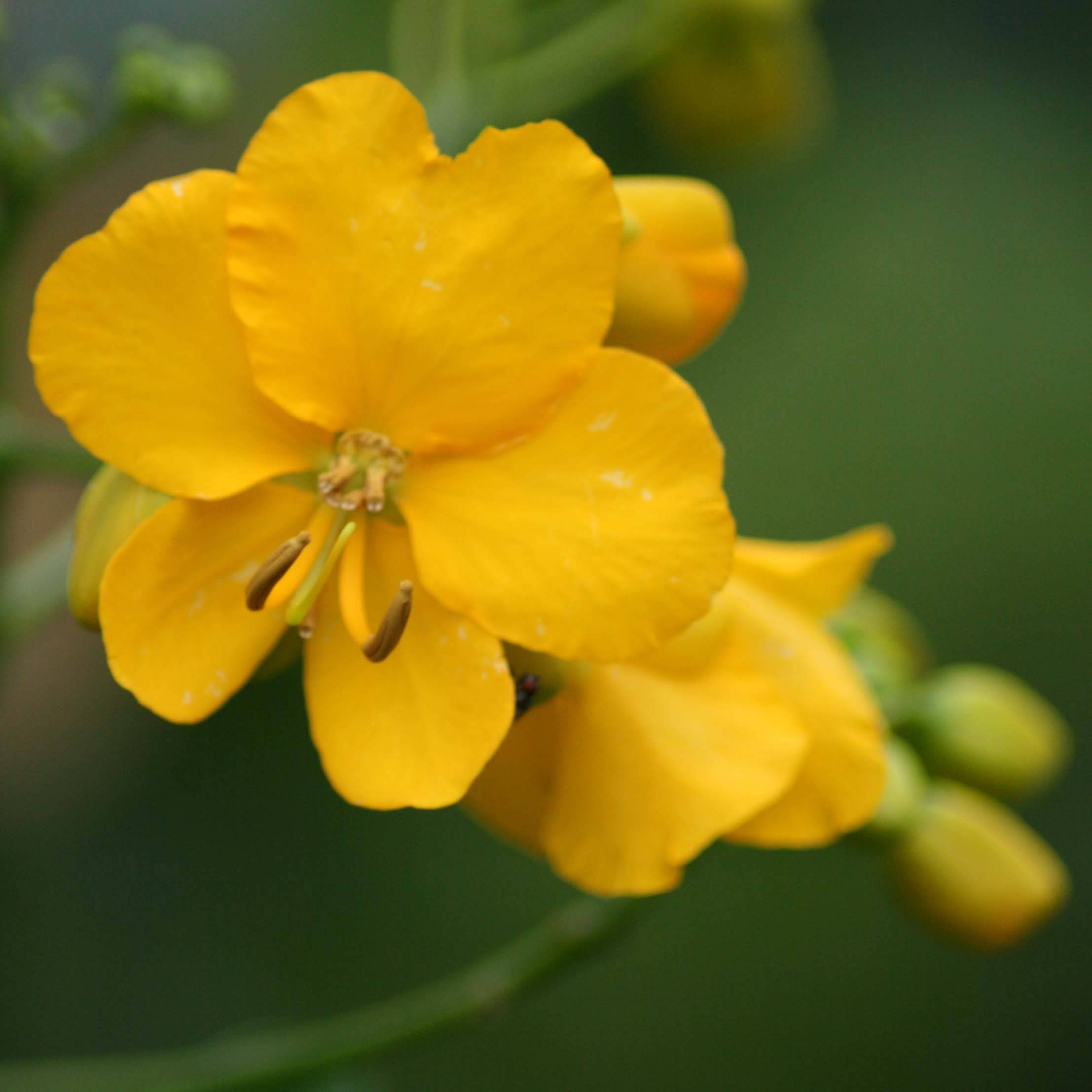 Promesse de Fleurs - Cassia floribunda - Senné Pot de 2L/3L - Image 1