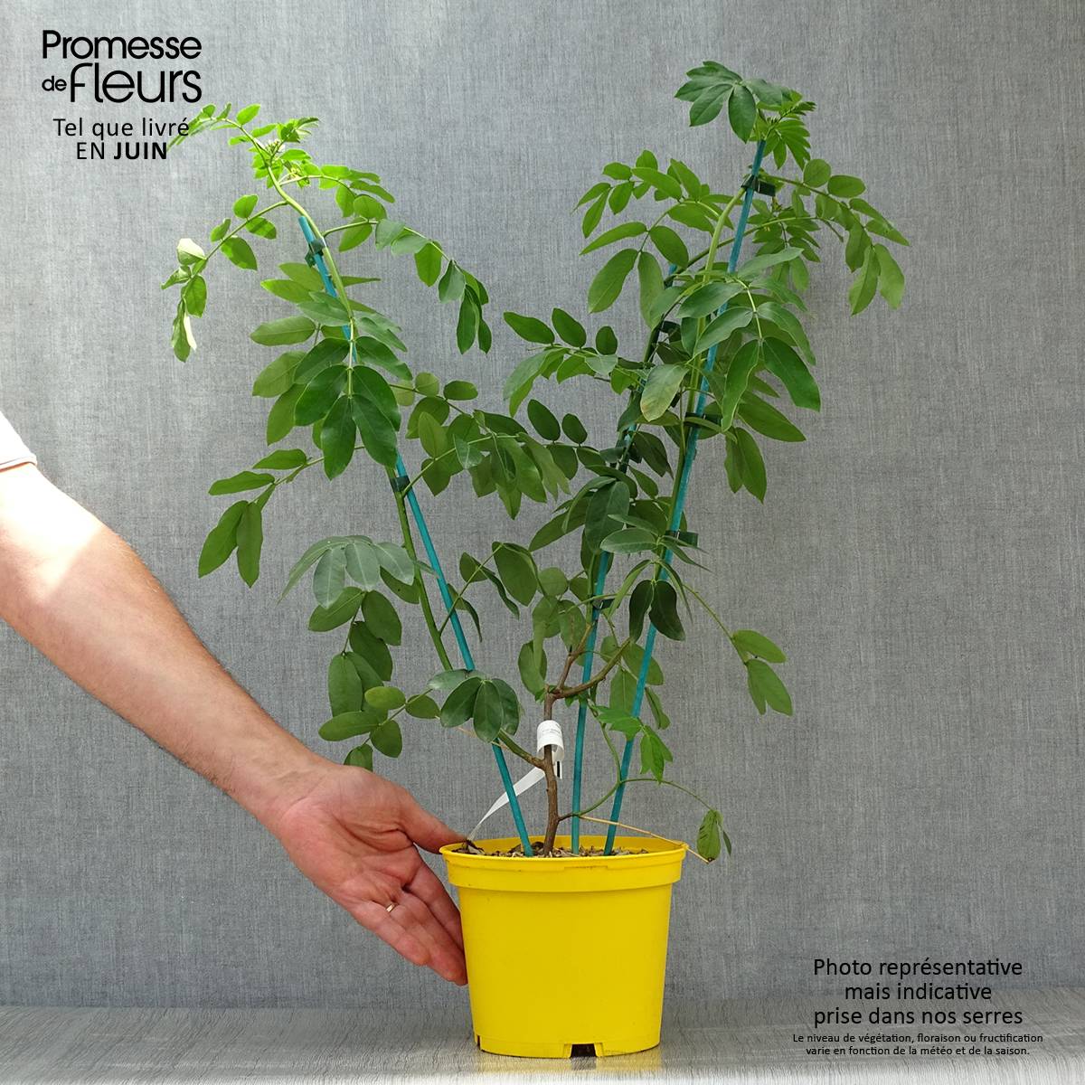 Promesse de Fleurs - Cassia floribunda - Senné Pot de 2L/3L - Image 2