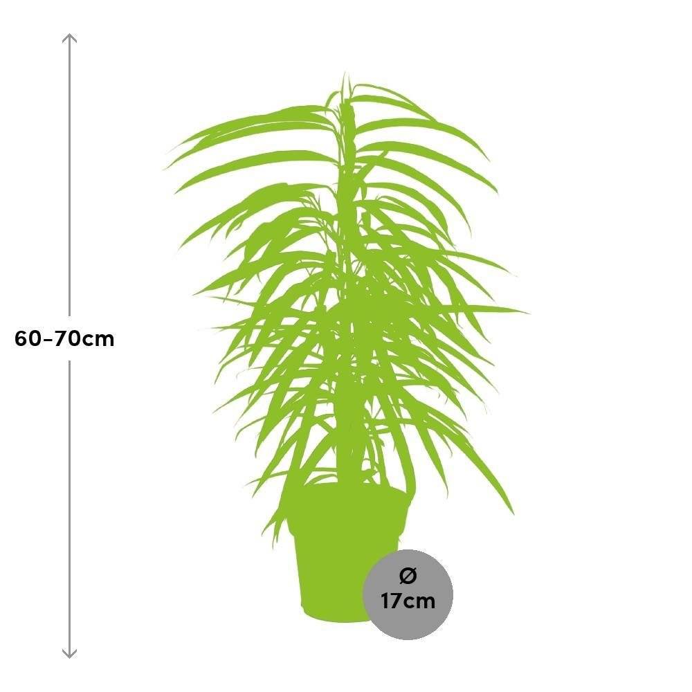 La Green Touch - Ficus Binnendijkii Alii 70cm - Plante d'intérieur- La Green Touch - Image 3