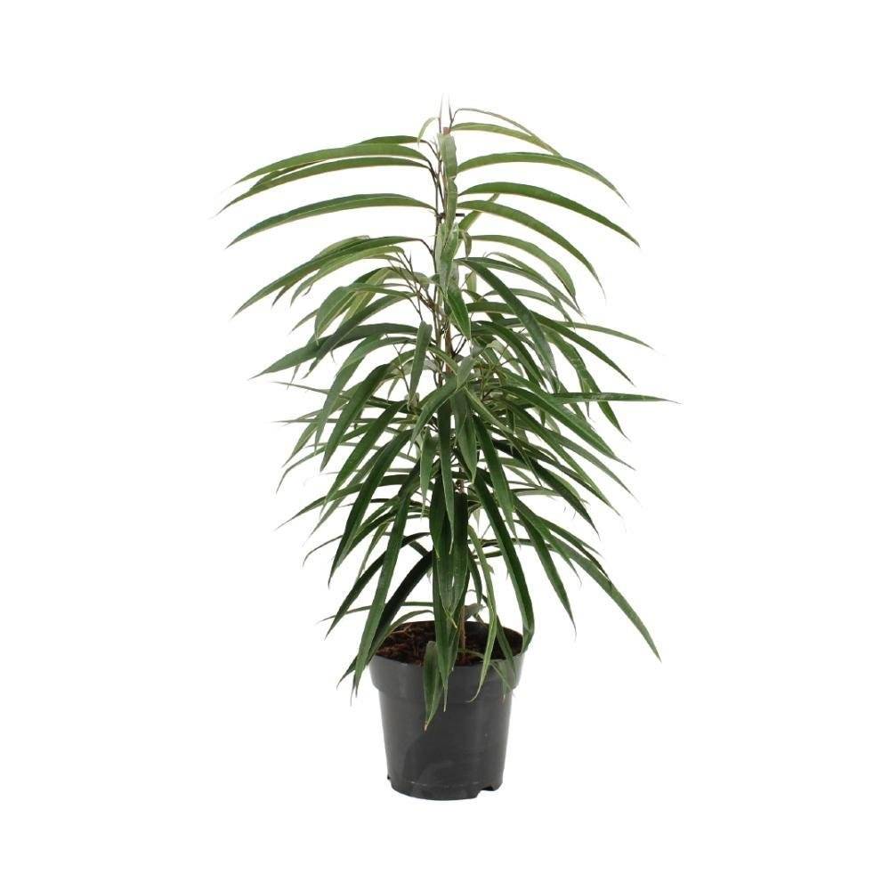 La Green Touch - Ficus Binnendijkii Alii 70cm - Plante d'intérieur- La Green Touch - Image 2