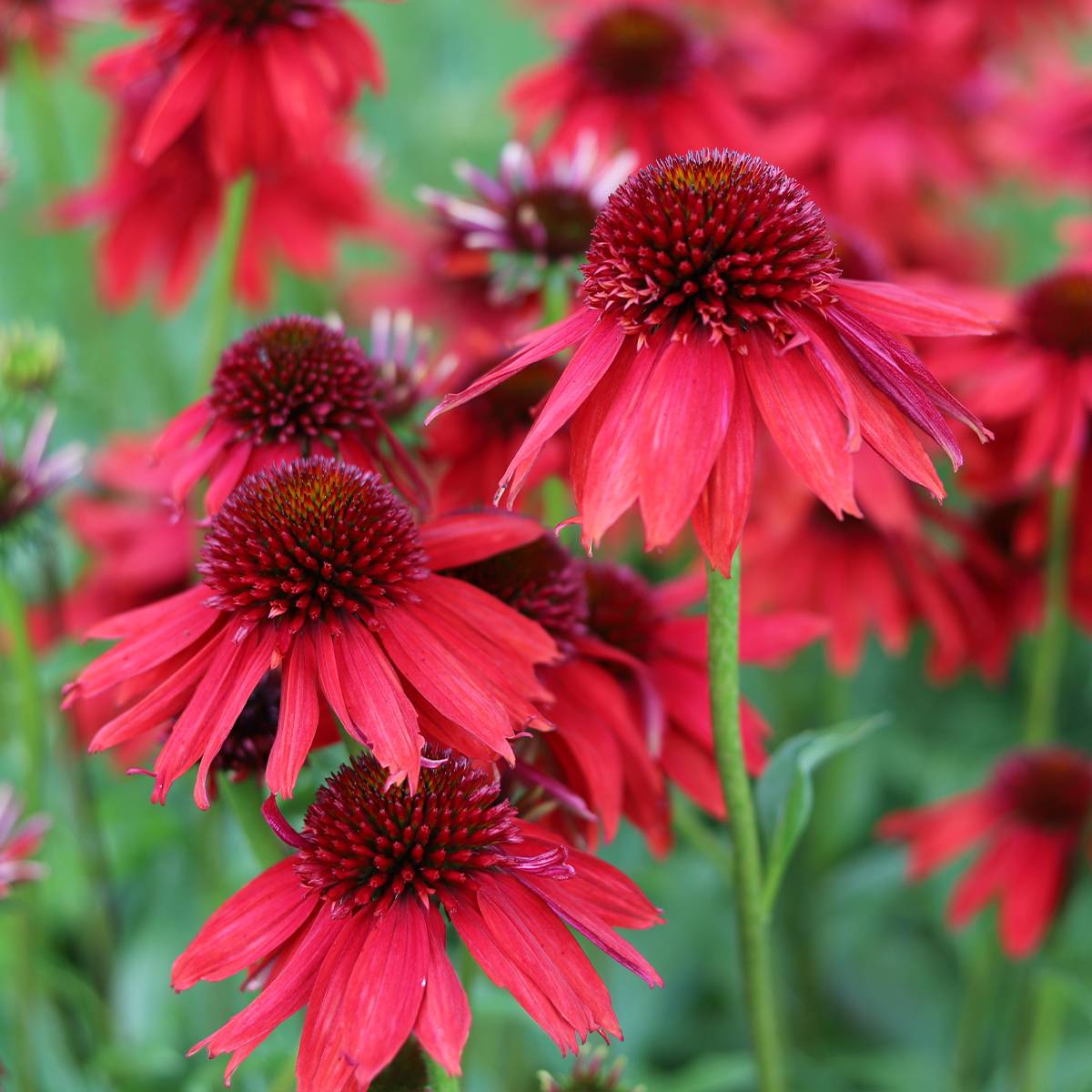 Promesse de Fleurs - Echinacea Lakota Red - Echinacée Godet de 8/9 cm
