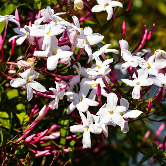 Jasmin blanc printemps à fleurs Rose - feuillage Persistant - Pot de 3L - Echelle bambou 60/120 cm- hauteur à maturité De 3,00 m à 5,00 m - Image 1