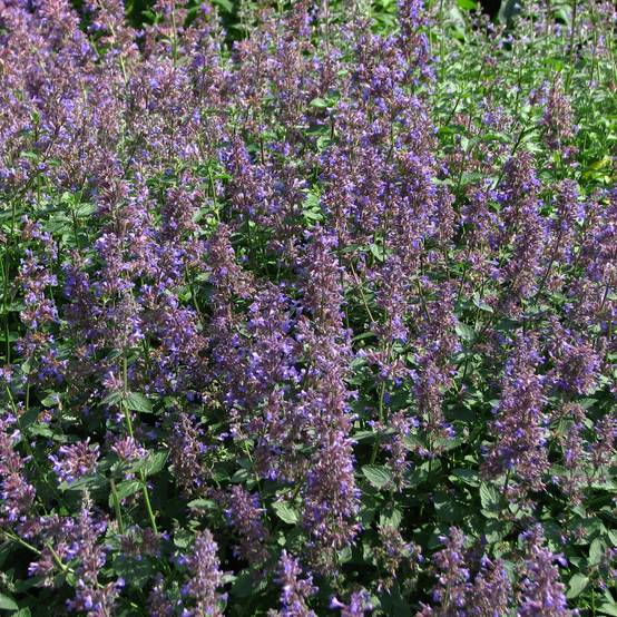Nepeta mussinii (racemosa) - Chataire Pot de 2L/3L