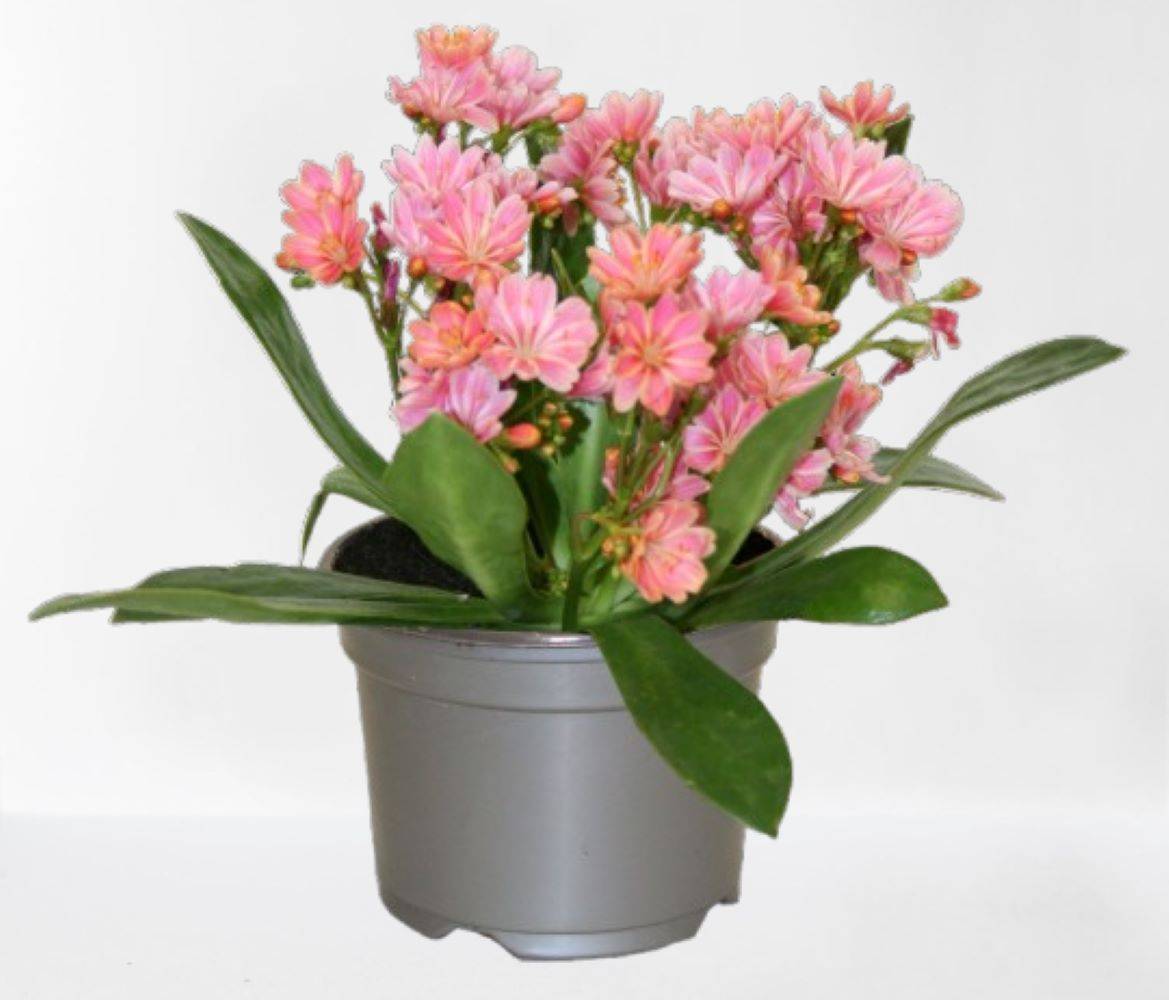 Lewisia  pot 10,5 cm rose - Image 1