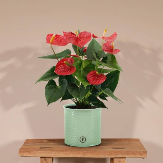 Anthurium andreanum Esudo et son pot- La Green Touch Vert - Hauteur 45cm - Image 2