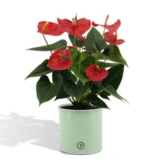 Anthurium andreanum Esudo et son pot- La Green Touch Vert - Hauteur 45cm - Image 1