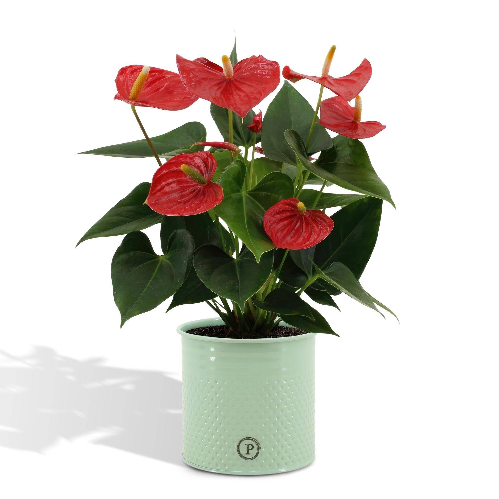 Anthurium andreanum Esudo et son pot- La Green Touch Vert - Hauteur 45cm - Image 1