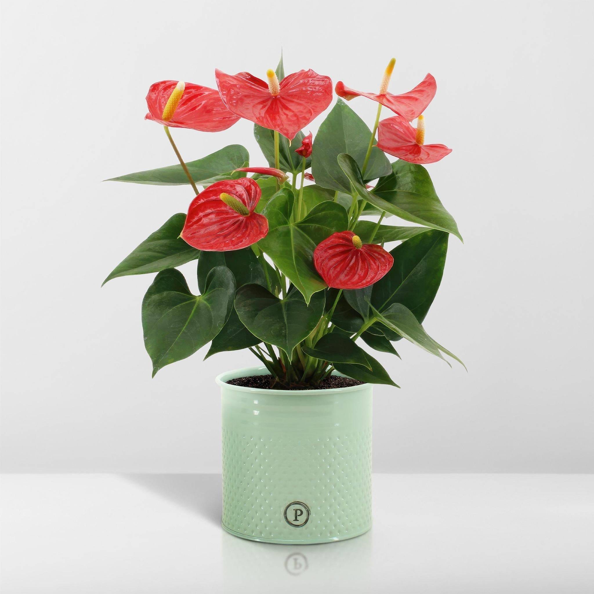 Anthurium andreanum Esudo et son pot- La Green Touch Vert - Hauteur 45cm - Image 6