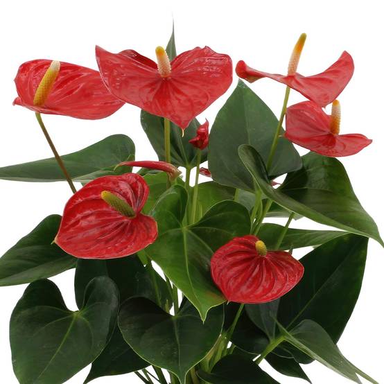 Anthurium andreanum Esudo et son pot- La Green Touch Vert - Hauteur 45cm - Image 3