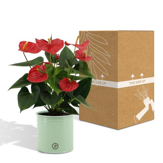 Anthurium andreanum Esudo et son pot- La Green Touch Vert - Hauteur 45cm - Image 5