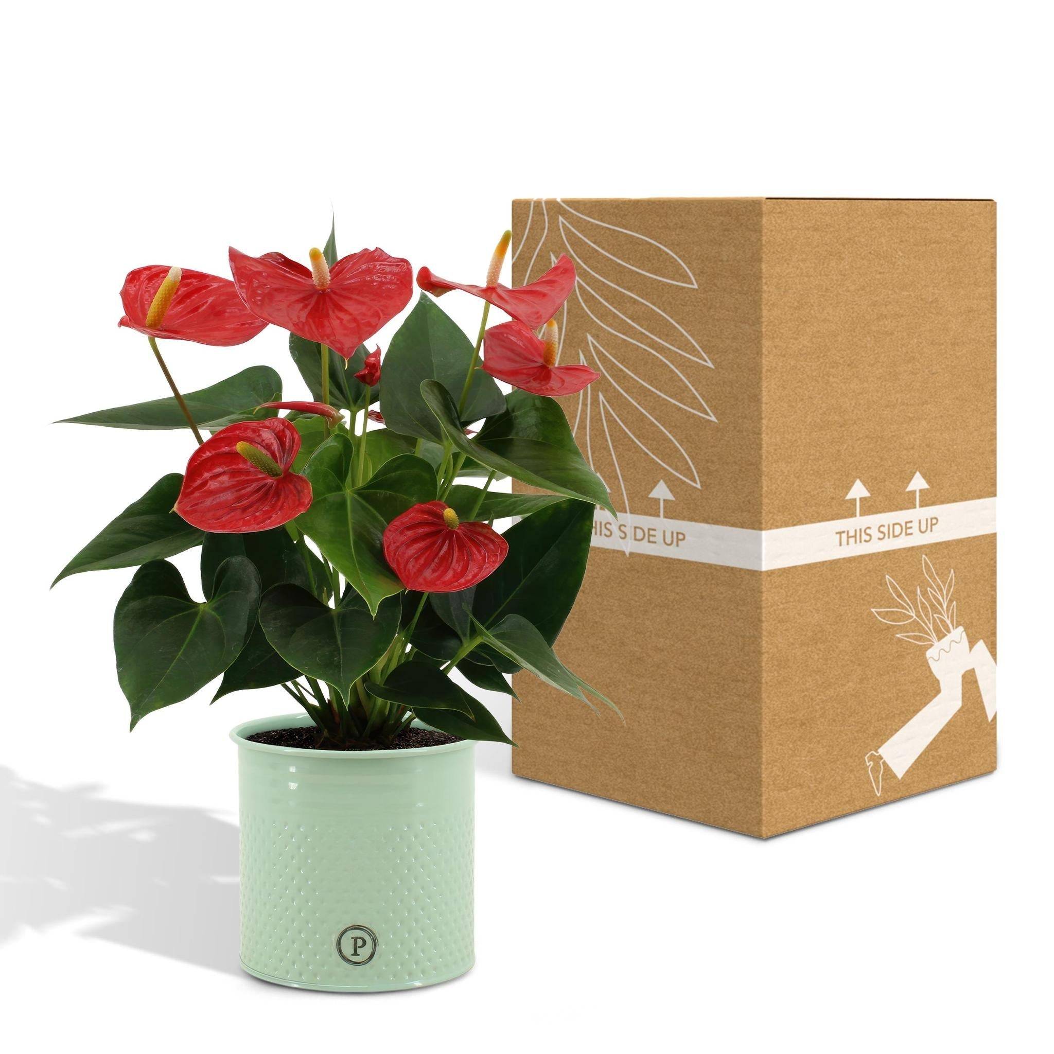 Anthurium andreanum Esudo et son pot- La Green Touch Vert - Hauteur 45cm - Image 5