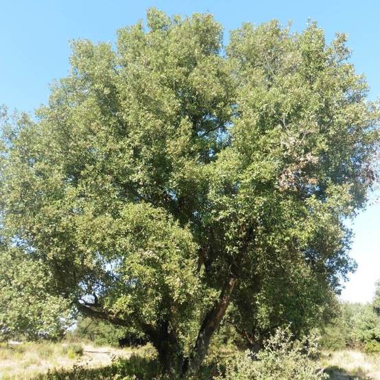 Chêne vert, Quercus ilex, Yeuse - Pot de 7,5L - 60/80 cm - Image 2