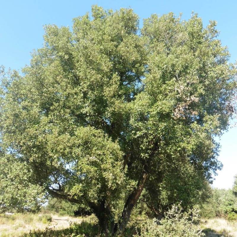 Chêne vert, Quercus ilex, Yeuse - Pot de 7,5L - 60/80 cm - Image 2