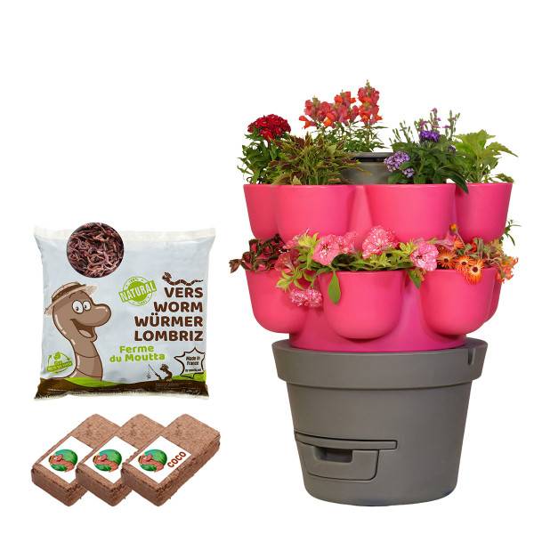 Ferme Du Moutta - WORMgarden Fuchsia 2 jardinières + 250gr de Vers - Image 1