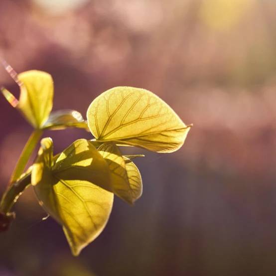 Cercis du Canada Golden Falls® 'NC2015 12', Arbre de Judée, Gainier du Canada à fleurs Rose - feuillage Caduc - Pot de 15L - Baliveau- hauteur à matu - Image 1
