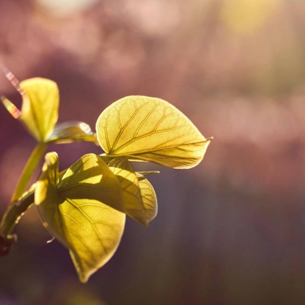 Cercis du Canada Golden Falls® 'NC2015 12', Arbre de Judée, Gainier du Canada à fleurs Rose - feuillage Caduc - Pot de 15L - Baliveau-  hauteur à matu - Image 1