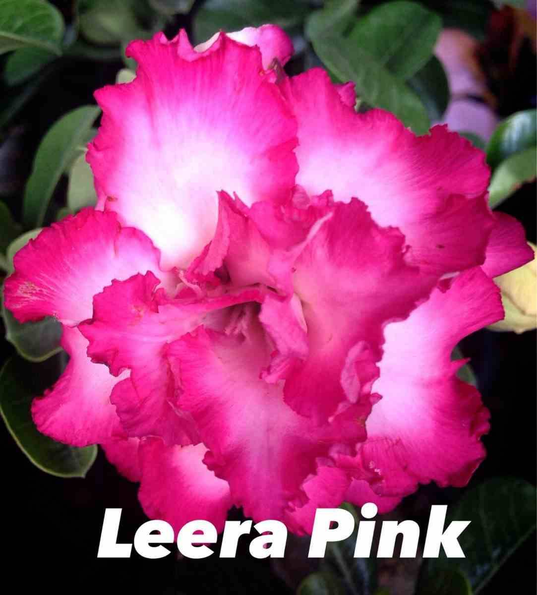 Sans Marque - Adenium obesum cv.Leera Rose Couleur floraison:Rose - Taille:Caudex d'environ 2000g 25/30cm très gros caudex - Image 2