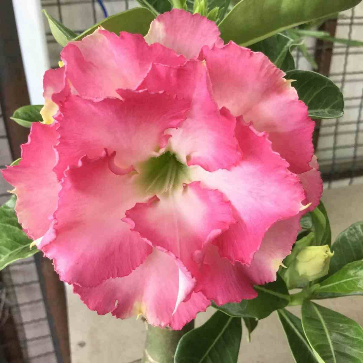Sans Marque - Adenium obesum cv.Leera Rose Couleur floraison:Rose - Taille:Caudex d'environ 2000g 25/30cm très gros caudex - Image 1