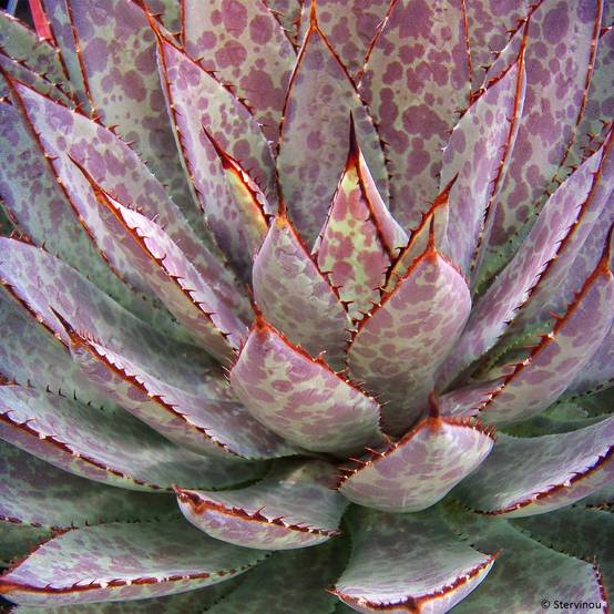 Mangave Bloodspot Pot de 3L/4L