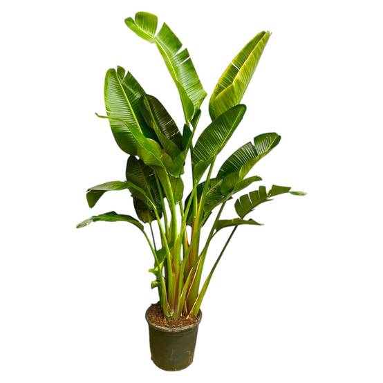 Strelitzia Augusta Multi - D30 H250cm - Image 1