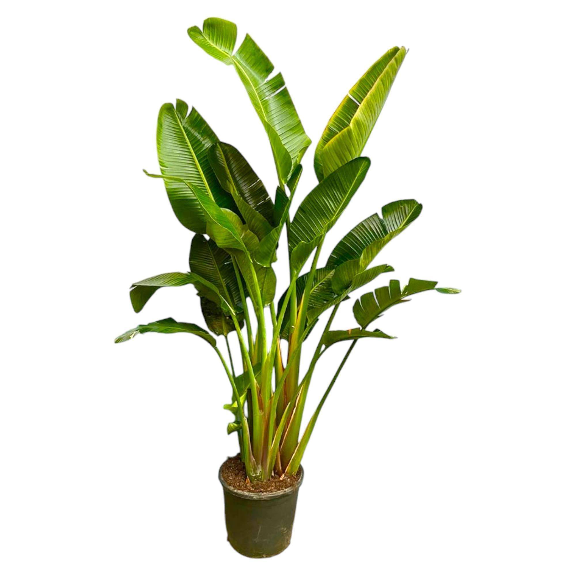 Strelitzia Augusta Multi - D30 H250cm - Image 1
