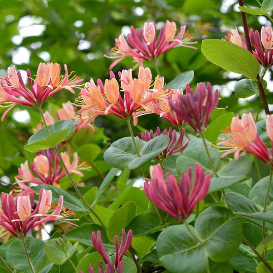 Chèvrefeuille - Lonicera x heckrottii Pot de 3L/4L