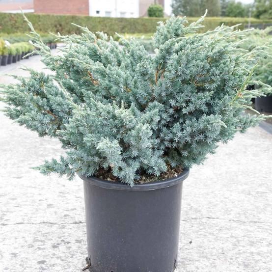 Genévrier écailleux - Juniperus squamata Meyeri Pot de 3L/4L - Image 1