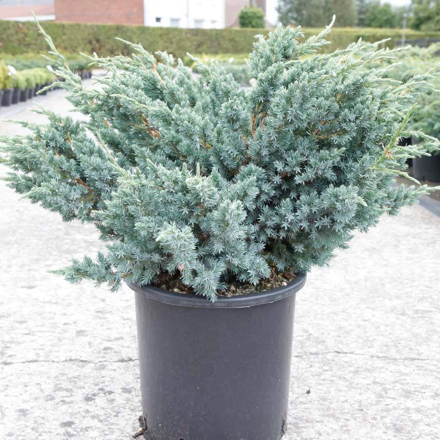 Genévrier écailleux - Juniperus squamata Meyeri Pot de 3L/4L - Image 1