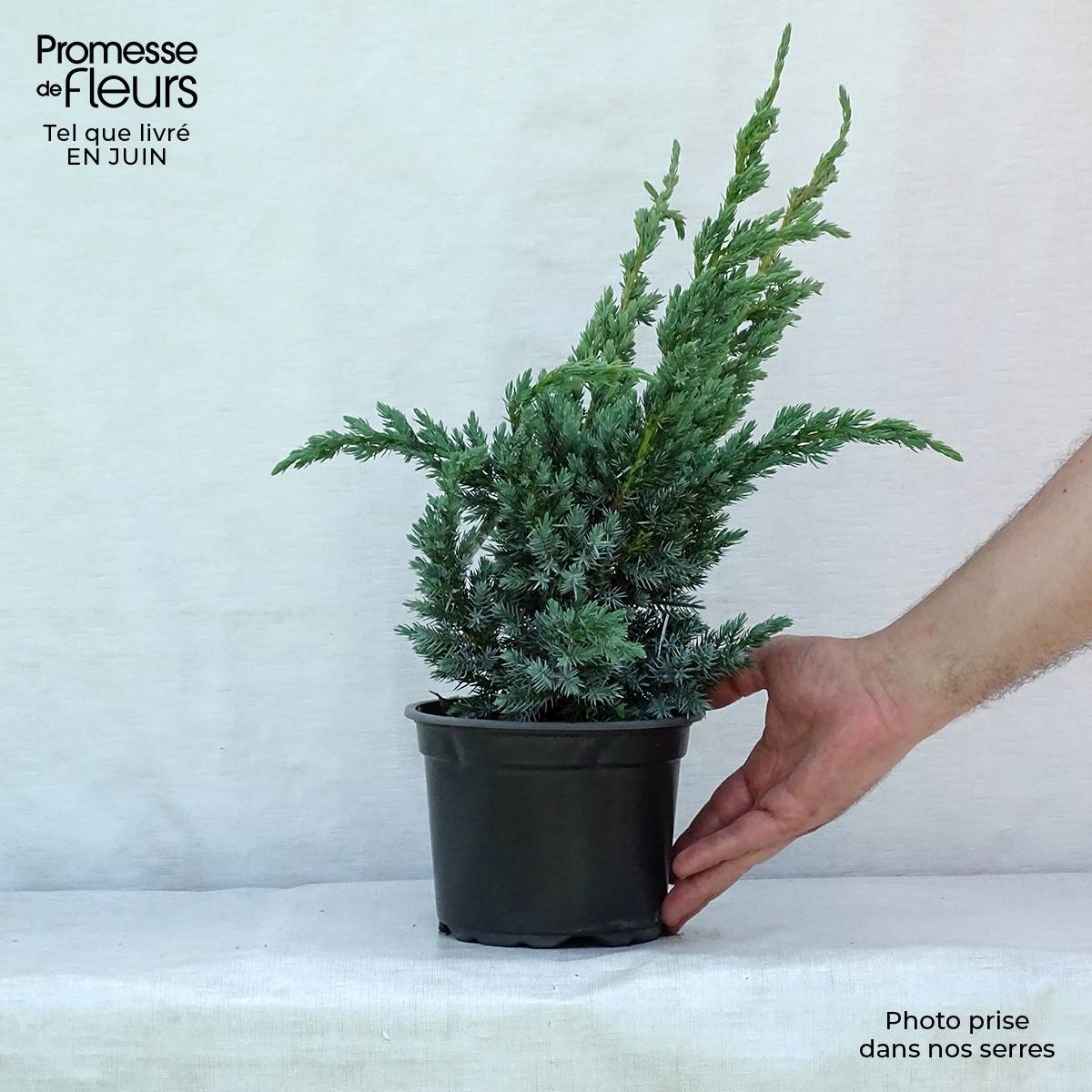 Genévrier écailleux - Juniperus squamata Meyeri Pot de 3L/4L - Image 2
