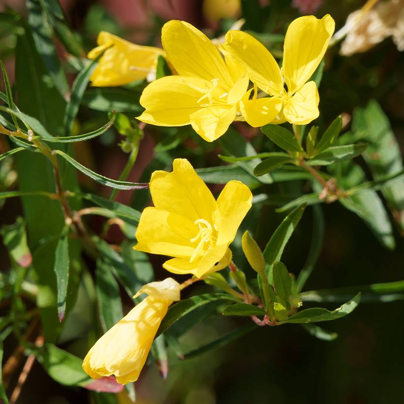 Promesse de Fleurs - Oenothera African Sun - Onagre hybride  Godet de 8/9 cm