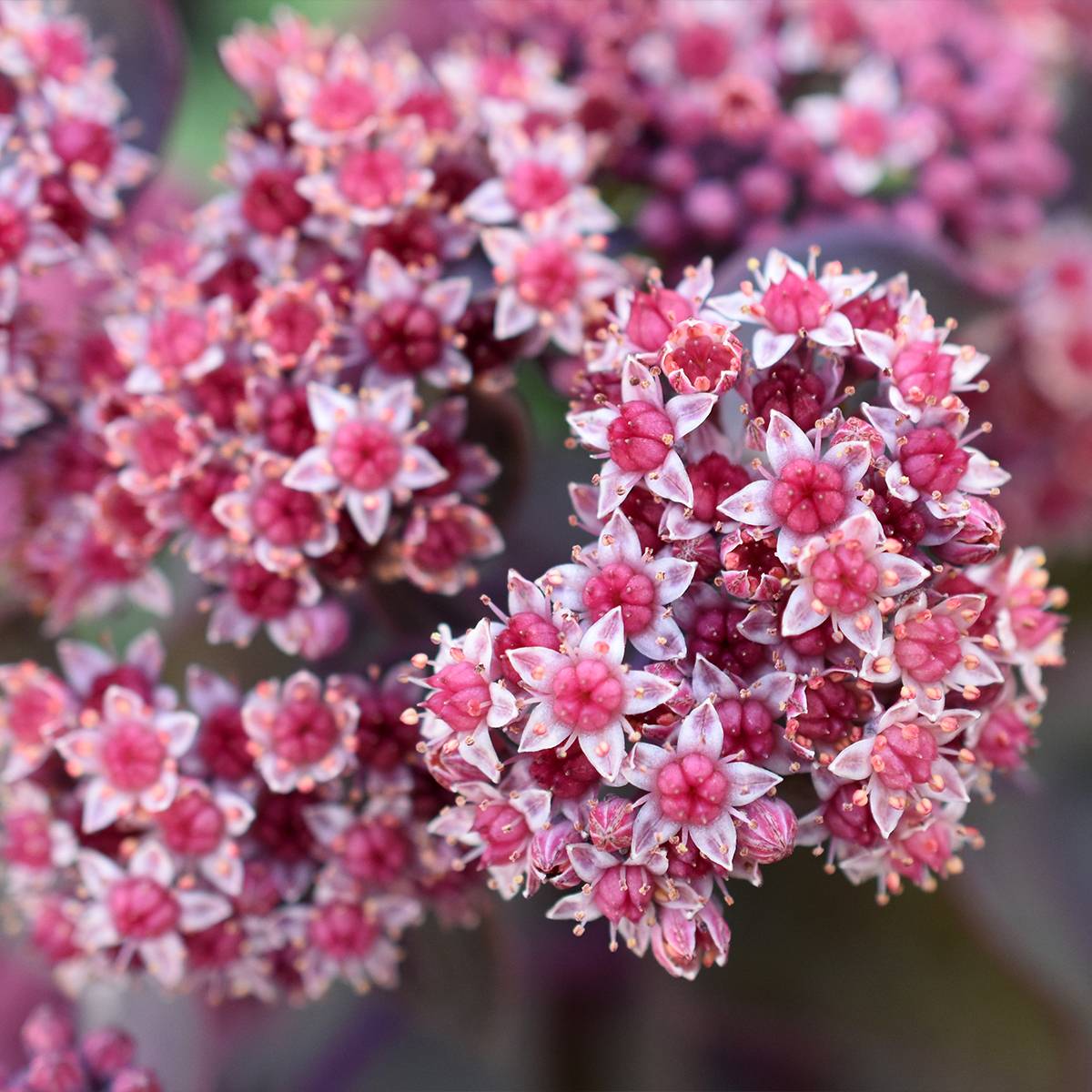 Sedum cauticola Robustum - Orpin Godet de 8/9 cm