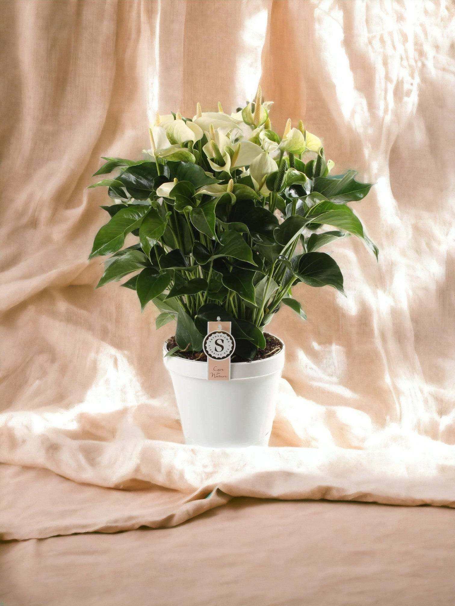 Anthurium fleuri blanc 65cm - Plante d'intérieur- La Green Touch - Image 2